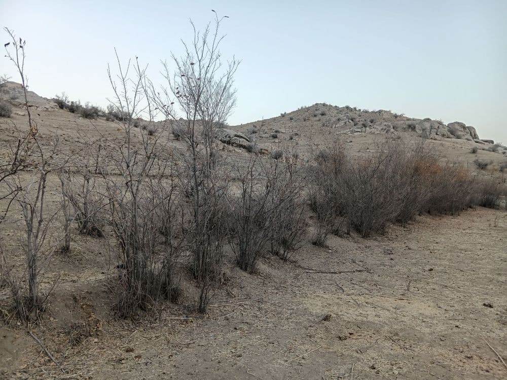 Manzarali daraxt  ko'chatlari — 6