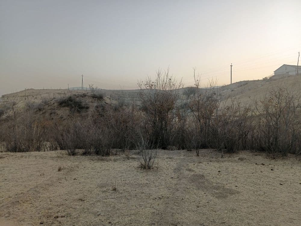 Manzarali daraxt  ko'chatlari — 7