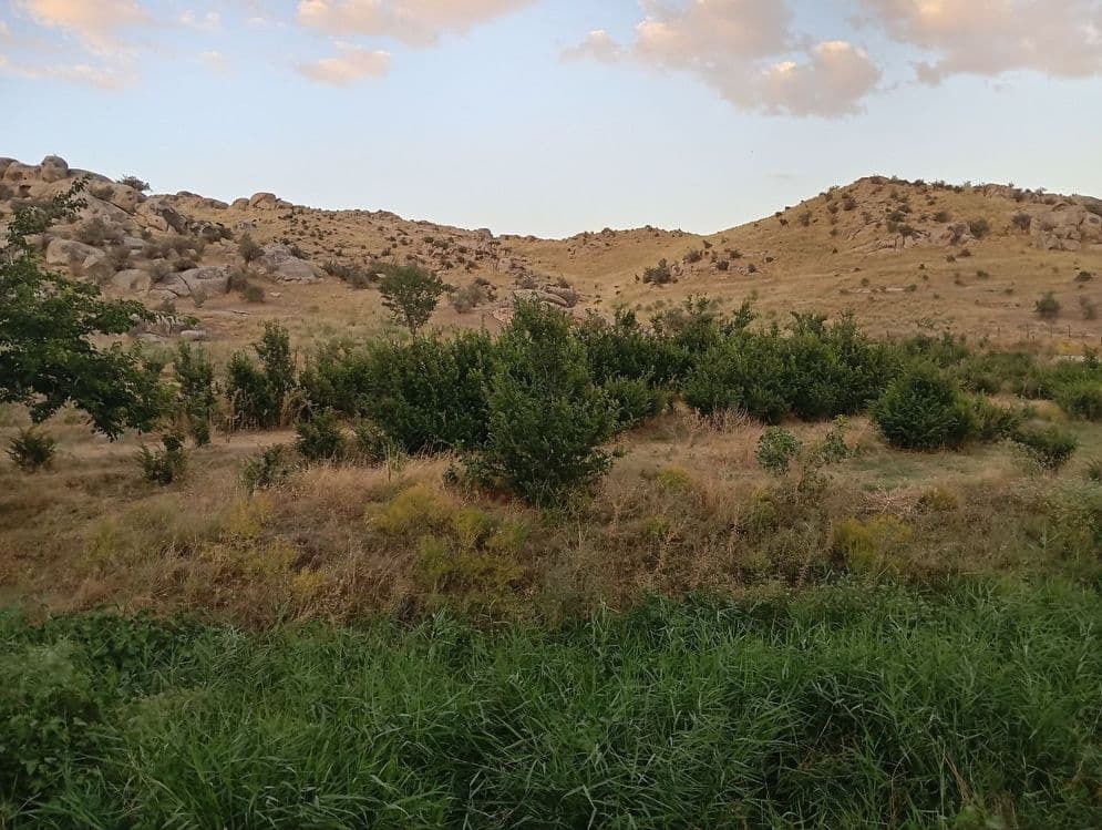 Manzarali daraxt  ko'chatlari — 8