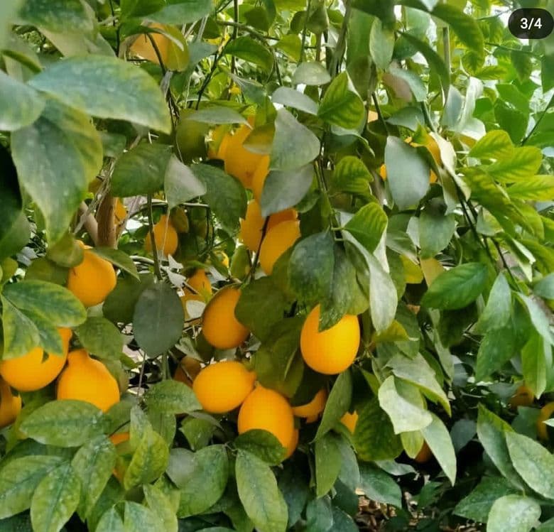 Issiqxona sotiladi ijaraga birladi — 2