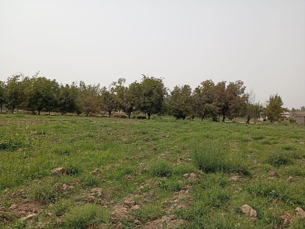 Bandixon tuman markazida. 50 sotix uy joy qurish va dehqonchilik maqsa — 2
