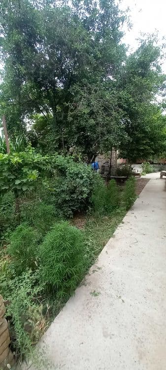 Guliston shahar Dostlik mahallasida hovli uy sotiladi — 6
