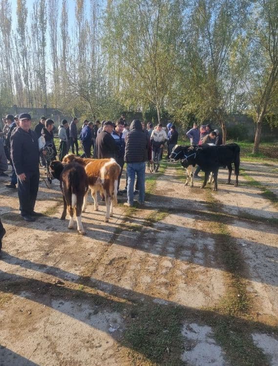 Мол бозори сотувда — 2