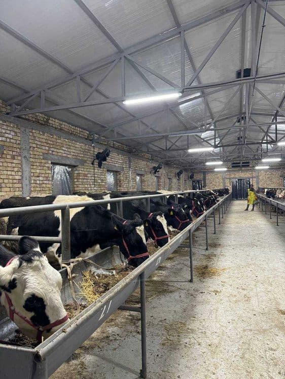Продается Ферма действующая в Районе Босув SH83 — 4