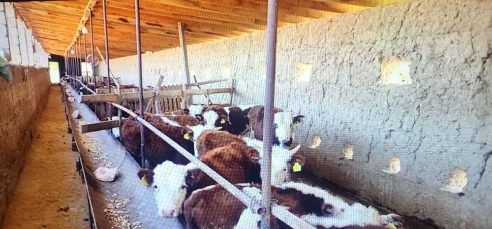 Миронкулга 3 Га молхона сотилмокда бахоси 150000уе савдоси бор — 7