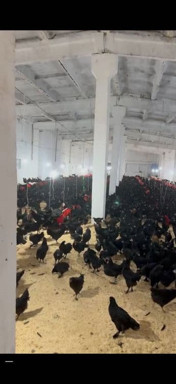 Mol bozori va qoshimcha ferma va tovuqxonalar bir joyda sotiladi. — 8