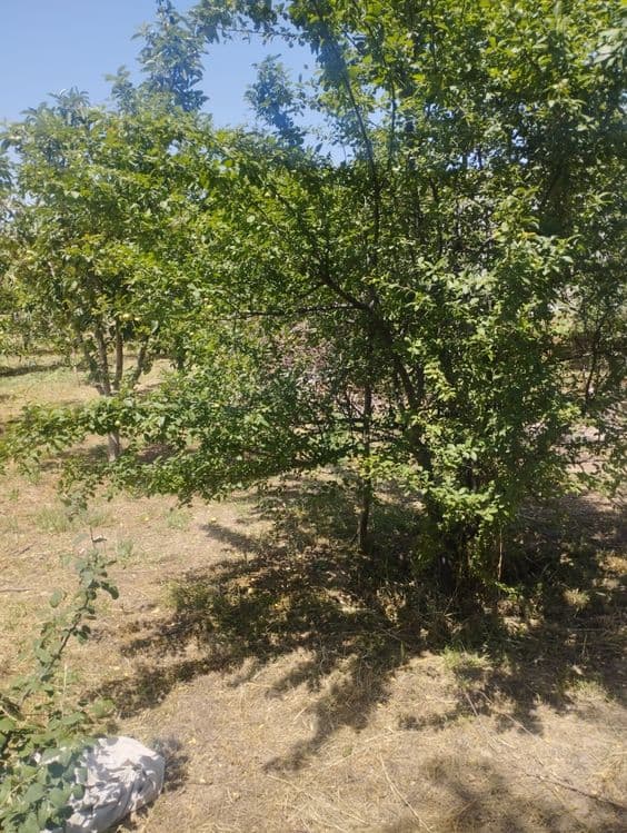 Продается участок 6 соток — 2