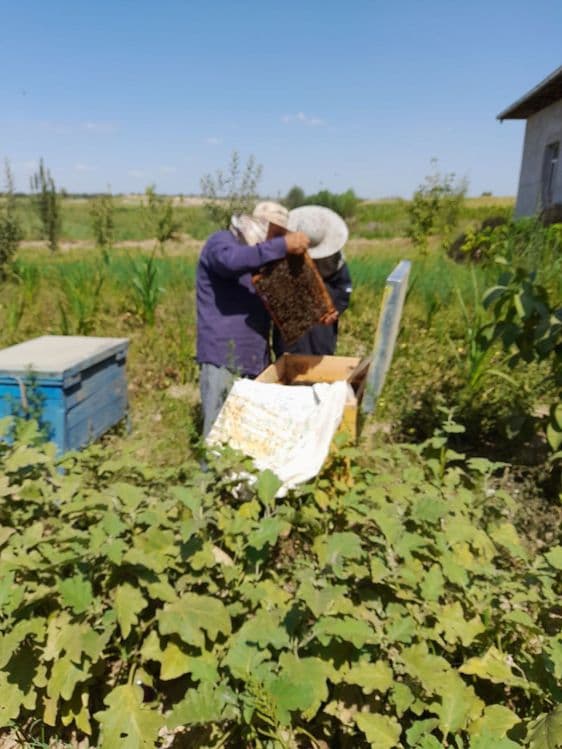 Чинозда арзон ховли сотилади — 4