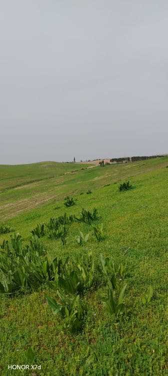 Ховли   сотилади — 2
