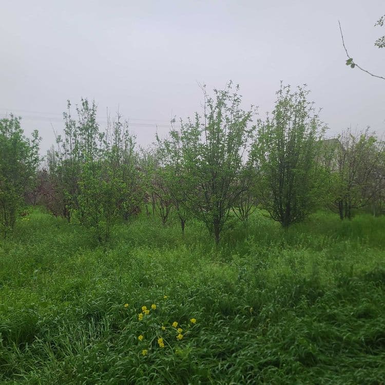 Продаётся дача-ферма 24 соток, dacha-ferma, 24 sotix sotiladi — 2