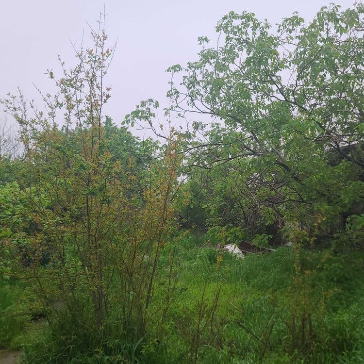 Продаётся дача-ферма 24 соток, dacha-ferma, 24 sotix sotiladi — 4