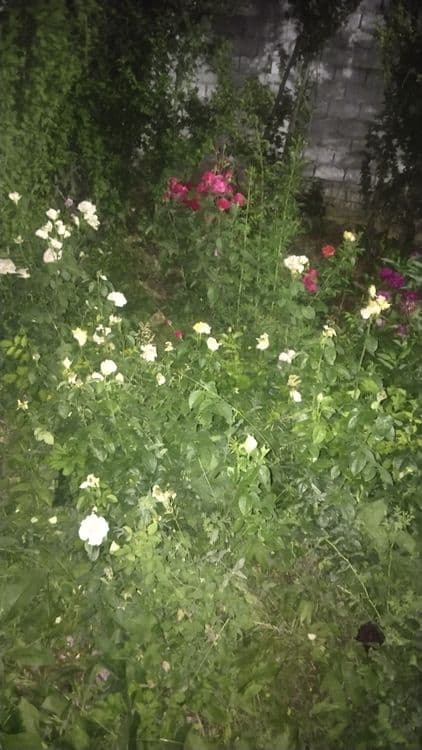 Продам дачу на Ташморе — 2