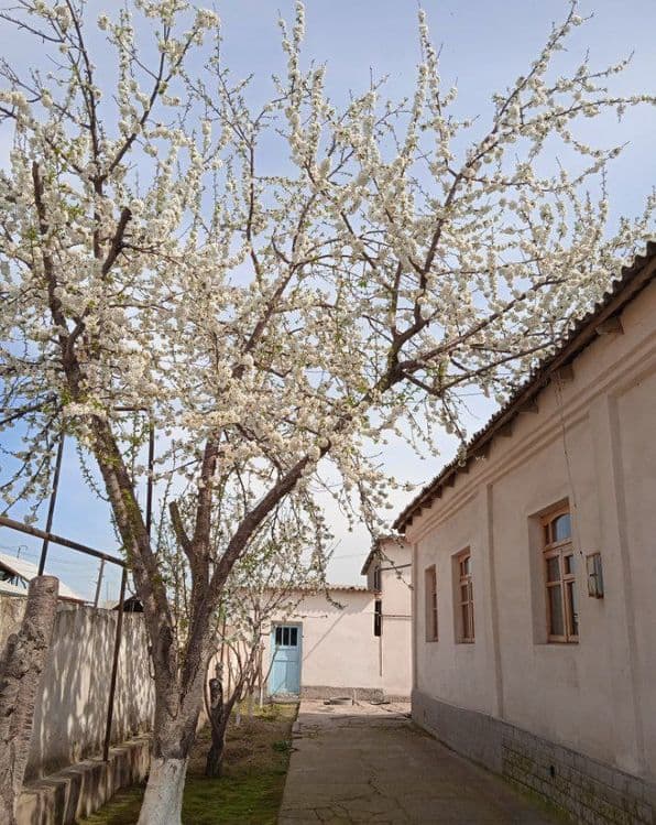 Hovli uy sotiladi — 3