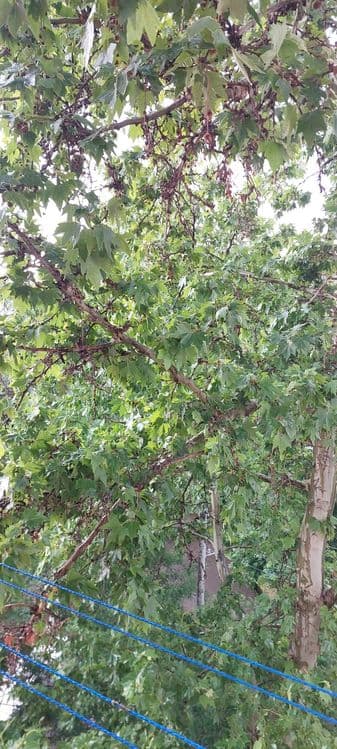 Участок 3,1 сотки. Янгихает р-н (Сергели), ул. Марказий. Дом старый — 2
