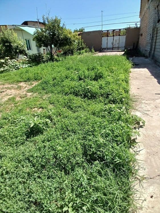 Oltin tepa tutzor havas otib chapga kirganda dala hovli — 4