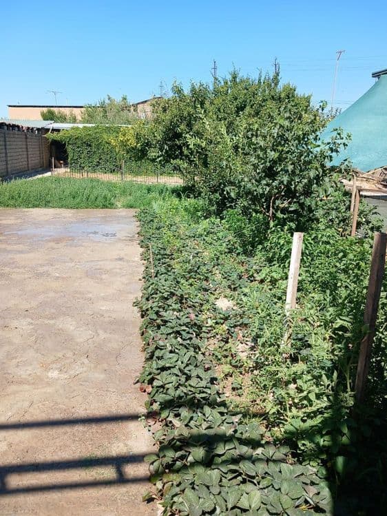 Oltin tepa tutzor havas otib chapga kirganda dala hovli — 5