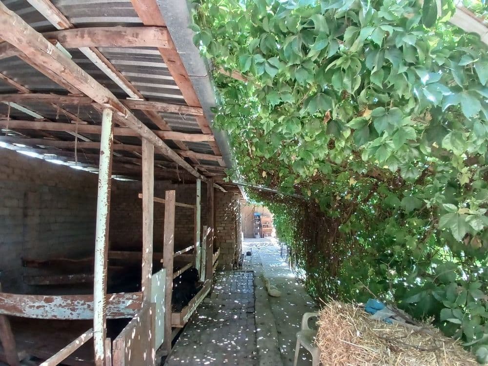 Oltin tepa tutzor havas otib chapga kirganda dala hovli — 6