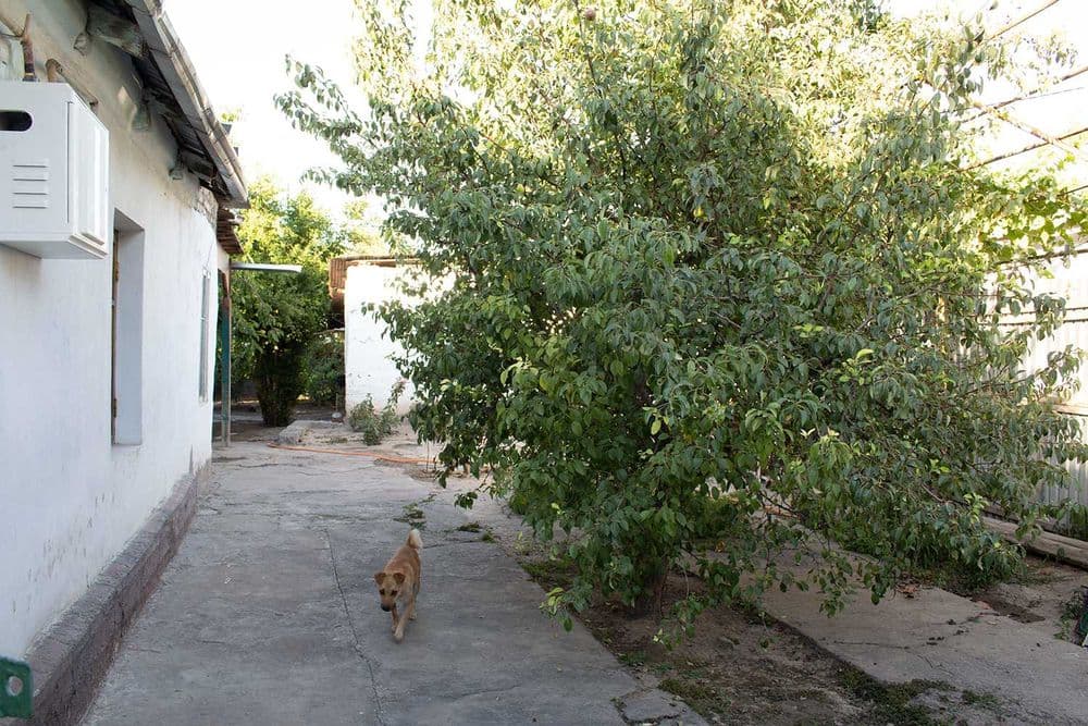 Продам дом Венгерская Олтин Водий, фасад 12 метров, 3.7 соток — 3