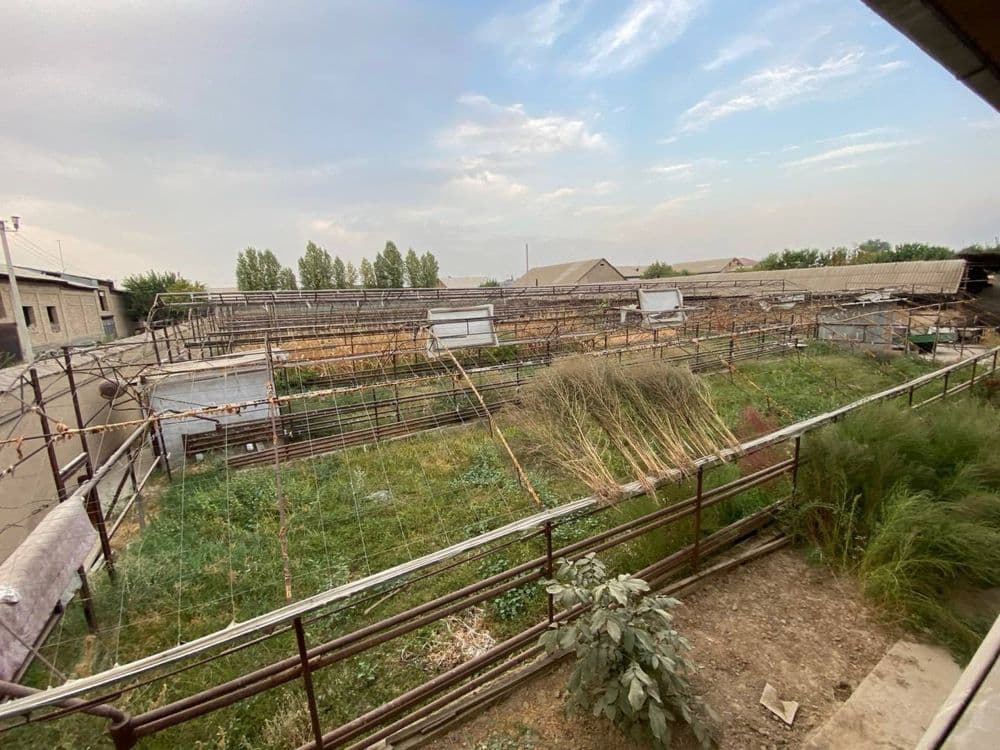 Типлитса сотлади — 3