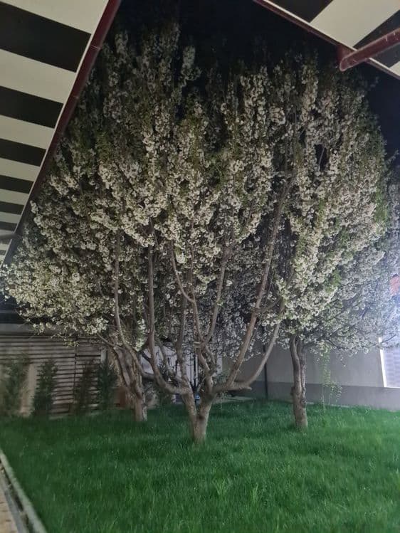 Hovli sotiladi yunusobod — 4