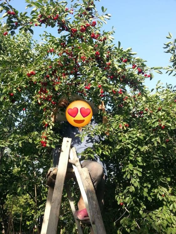Продаётся участок 15 соток Янгихаётский район г.Ташкент — 1