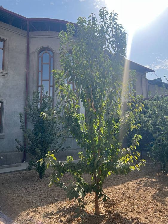 Fayyzli hovli sotiladi — 7