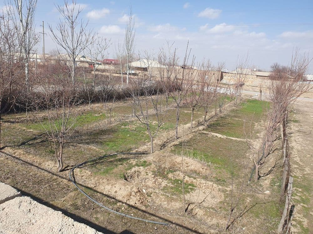 Nurota tumani G.Gulom mfyda 8 sutix uchaska sotiladi — 4