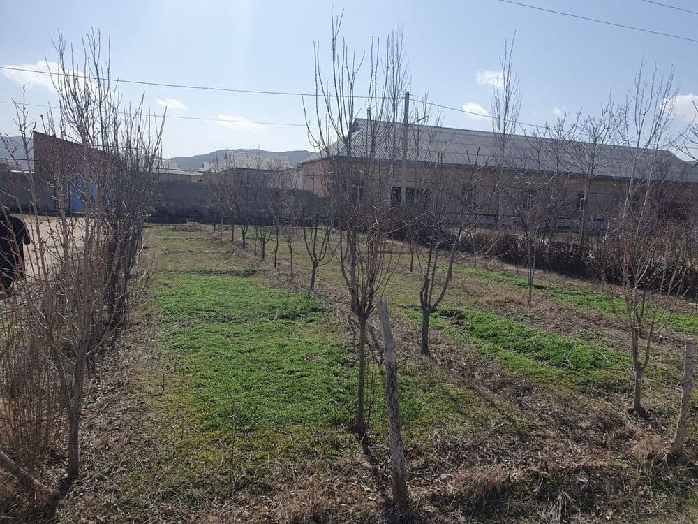 Nurota tumani G.Gulom mfyda 8 sutix uchaska sotiladi — 7