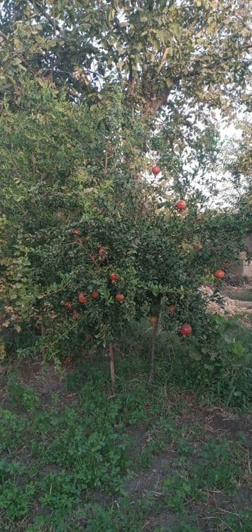 Gres dacha sotiladi — 2