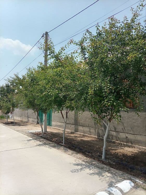 Guliston shaxar markazidan hovli uy — 3
