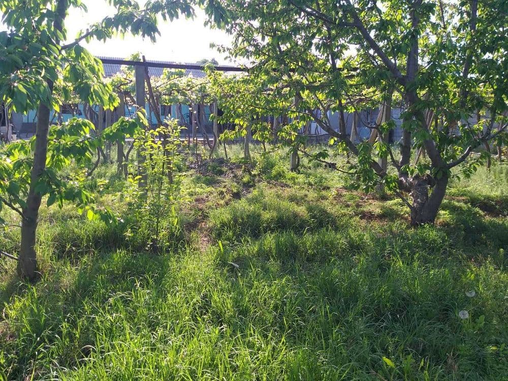 Qumtepa bozori oldida Hovli uy sotiladi — 5