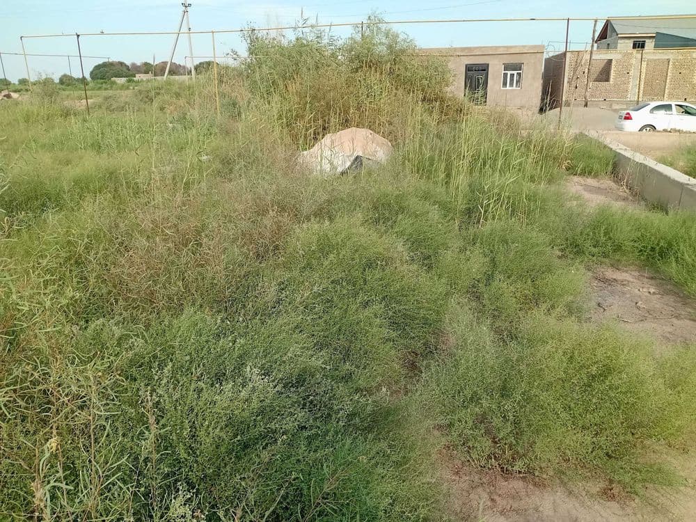 Урганч туман Туркманликда МФЙ дан Жой ўрни — 2