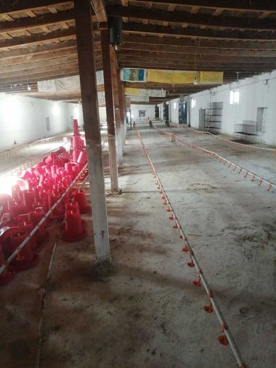 Faoliyat korsatayotgan tovuq ferma sotiladi — 5