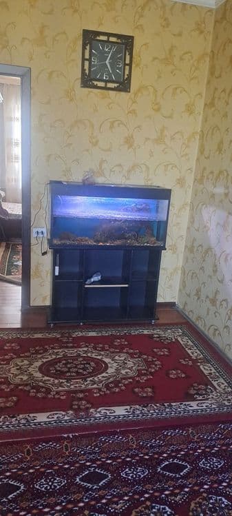 Аркнда! Куйлюк -2 2/4/4 всё есть 300$ — 1