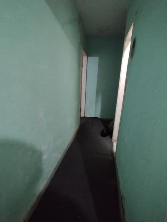 Уй ижорага берилади — 2