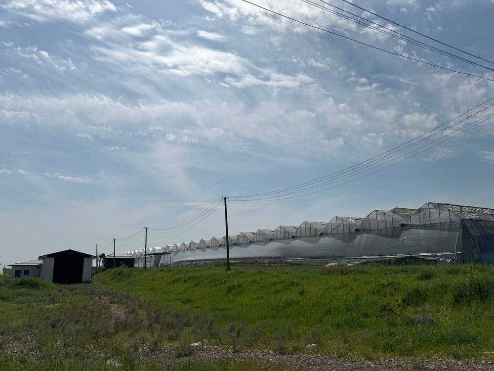 ISSIQXONA (4 GEKTAR) IJARAGA\Теплица 4 га в аренду — 3