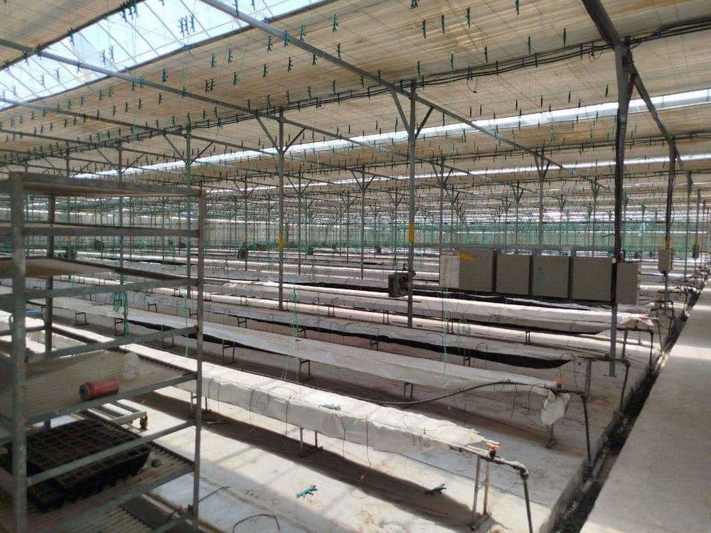 ISSIQXONA (4 GEKTAR) IJARAGA\Теплица 4 га в аренду — 7