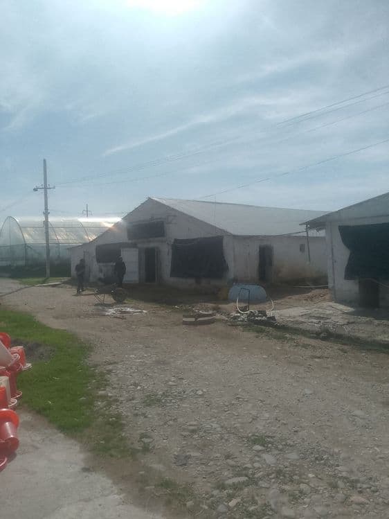 Broller Tovuq boqish uchun Tovuq hona Ijaraga beriladi — 2
