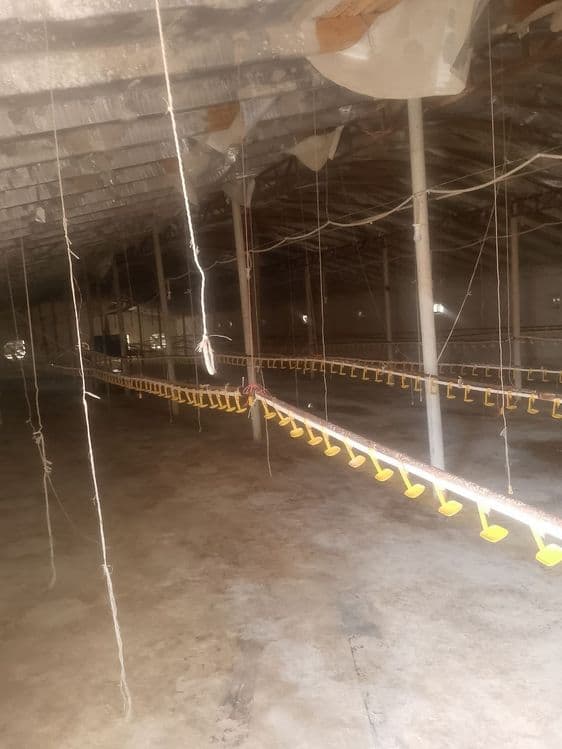 Broller Tovuq boqish uchun Tovuq hona Ijaraga beriladi — 5