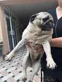 Mops sotiladi qiz bola