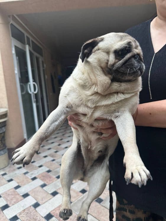 Mops sotiladi qiz bola