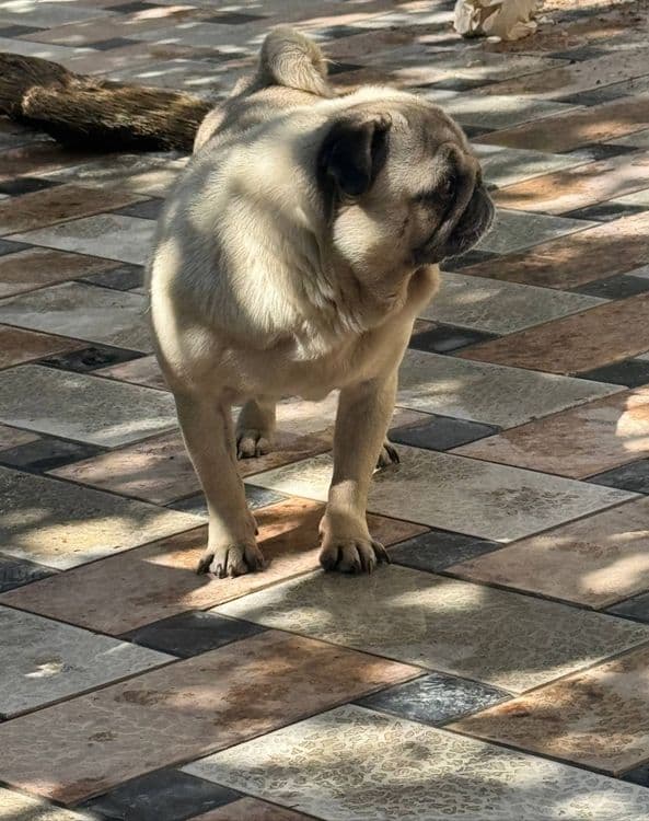 Mops sotiladi qiz bola — 2