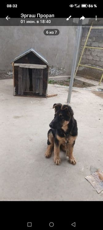 Немецкий афчарка