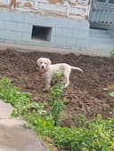 Сабака лаборадор