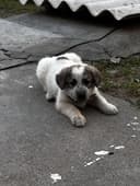 Alabay 1.5 oylik