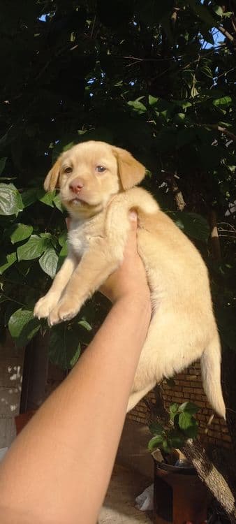 Продаётся Лабрадор — 3