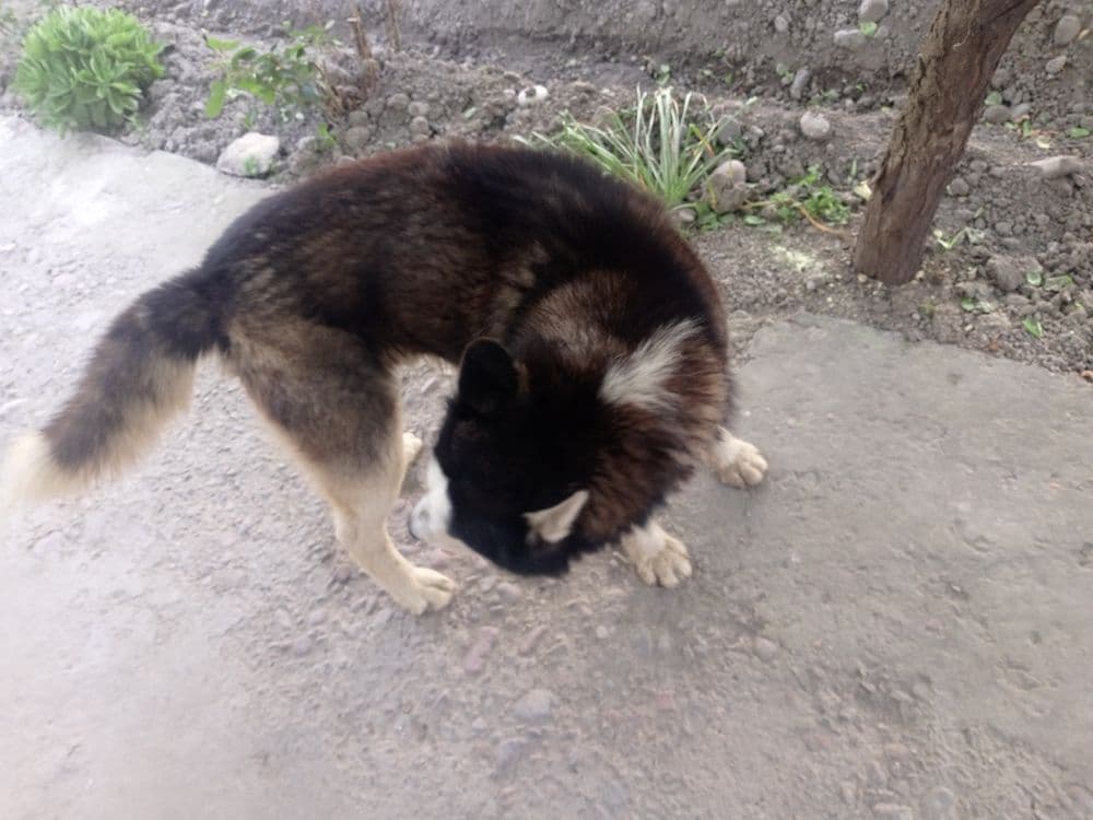 Хаски сабака сотилад — 4