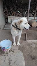 Alabayni sotmoqchi man 1yosh narxi