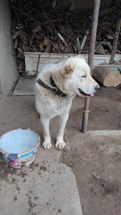 Alabayni sotmoqchi man 1yosh narxi