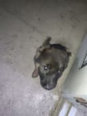 Nemis apcharkaaa